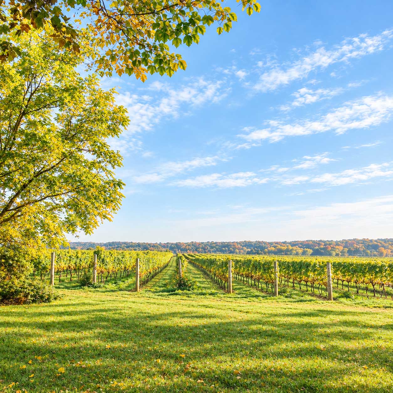 Yoga in the Vineyard